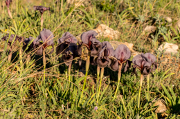 Al-Arz;Iris;Iris-Cedreti;Kaleidos;Kaleidos-images;Lebanon;Middle-East;Near-East;Proche-Orient;Tarek-Charara;Flowers;Endemic;Endangered-species;Endemic-species;Critically-endangered;Critically-endangered-species